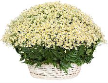 Цветочная композиция из Ромашки в корзине #REPLACE_PRED# Белой Калитве